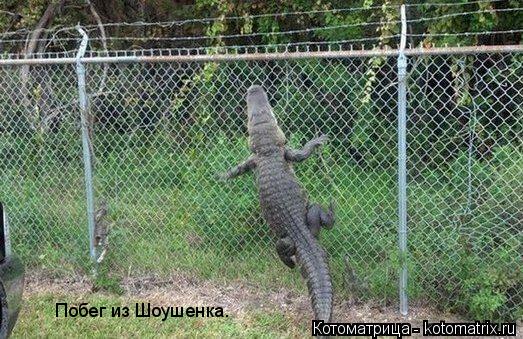 Котоматрица: Побег из Шоушенка.