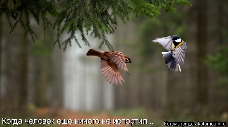 Когда человек еще ничего не испортил...... Котоматрица: Когда человек еще ничего не испортил...
