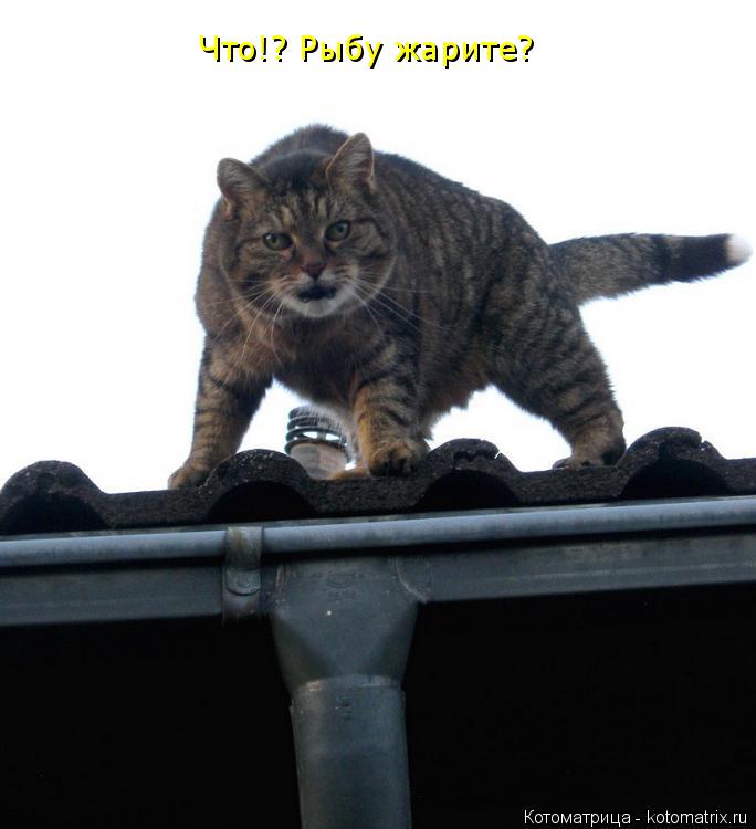 Что!? Рыбу жарите?... Котоматрица: Что!? Рыбу жарите?