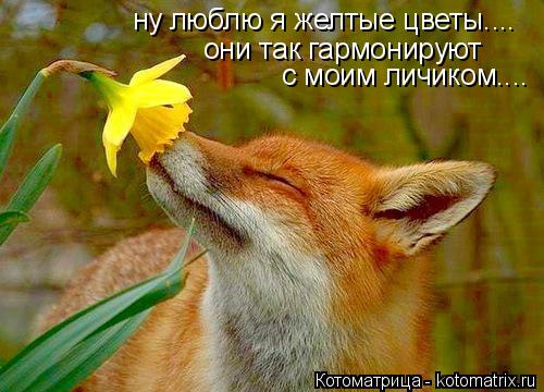 Котоматрица: ну люблю я желтые цветы.... они так гармонируют  с моим личиком....