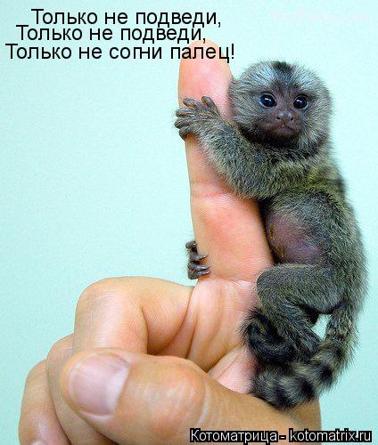 Только не подведи, Только не подведи, Только не согни палец!... Котоматрица: Только не подведи, Только не подведи, Только не согни палец!