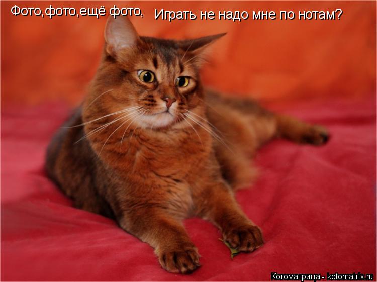 Фото,фото,ещё фото, Играть не надо мне по нотам?... Котоматрица: Фото,фото,ещё фото, Играть не надо мне по нотам?