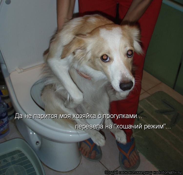 Да не парится моя хозяйка с прогулками... перевела на "кошачий режим"...... Котоматрица: Да не парится моя хозяйка с прогулками... перевела на "кошачий режим"...