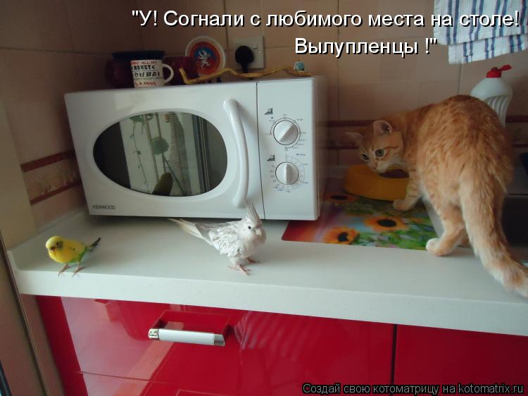 "У! Согнали с любимого места на столе! Вылупленцы !"... Котоматрица: "У! Согнали с любимого места на столе! Вылупленцы !"