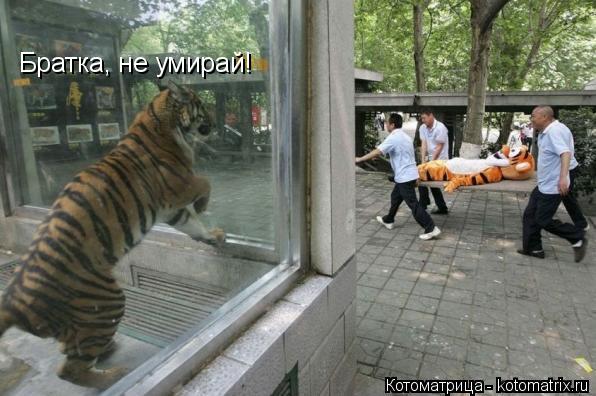 Братка, не умирай!... Котоматрица: Братка, не умирай!