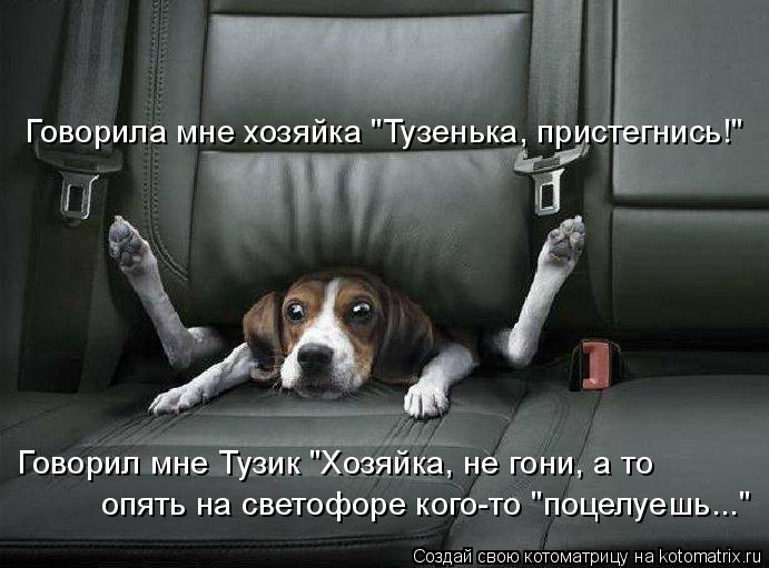 Говорила мне хозяйка "Тузенька, пристегнись!" Говорил мне Тузик "Хозяйка, не гони, а то опять на свет... Котоматрица: Говорила мне хозяйка "Тузенька, пристегнись!" Говорил мне Тузик "Хозяйка, не гони, а то опять на светофоре кого-то "поцелуешь..."