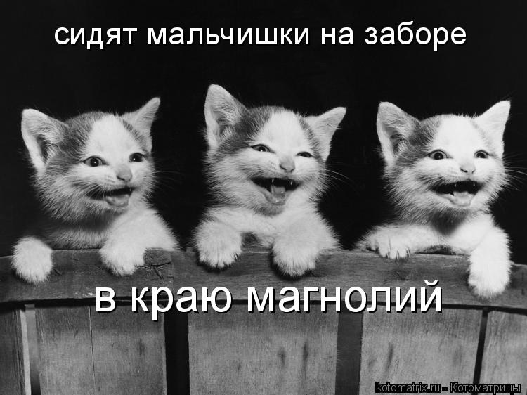 Котоматрица: сидят мальчишки на заборе в краю магнолий