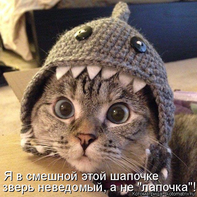 Я в смешной этой шапочке зверь неведомый, а не "лапочка"!... Котоматрица: Я в смешной этой шапочке зверь неведомый, а не "лапочка"!