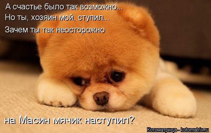 А счастье было так возможно... Но ты, хозяин мой, ступил... Зачем ты так неосторожно на Масин мячик ... Котоматрица: А счастье было так возможно... Но ты, хозяин мой, ступил... Зачем ты так неосторожно на Масин мячик наступил?