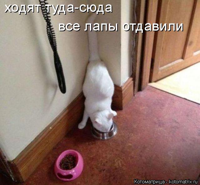 Котоматрица: ходят туда-сюда все лапы отдавили