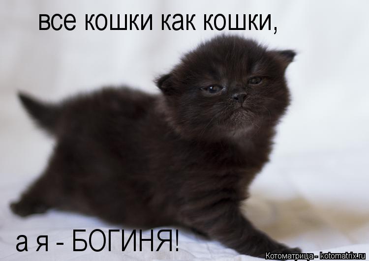 Котоматрица: все кошки как кошки, а я - БОГИНЯ!