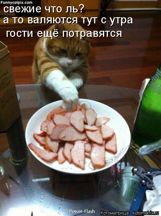 Котоматрица: свежие что ль? а то валяются тут с утра гости ещё потравятся