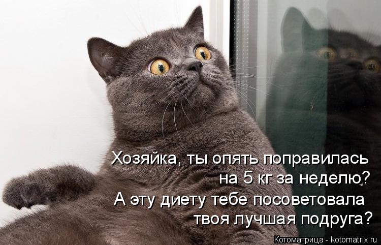 Котоматрица: Хозяйка, ты опять поправилась  на 5 кг за неделю? А эту диету тебе посоветовала  твоя лучшая подруга?