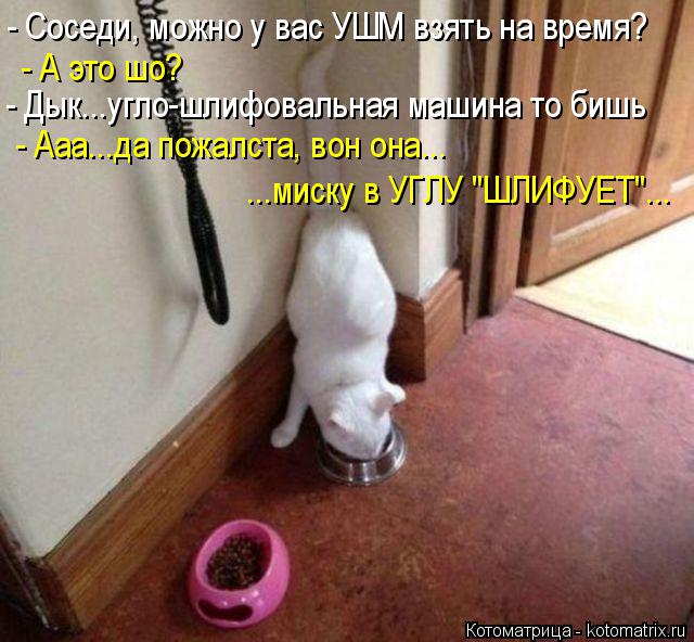 - Соседи, можно у вас УШМ взять на время? - А это шо? - Дык...угло-шлифовальная машина то бишь - Ааа.... Котоматрица: - Соседи, можно у вас УШМ взять на время? - А это шо? - Дык...угло-шлифовальная машина то бишь - Ааа...да пожалста, вон она... ...миску в УГЛУ "ШЛИФУЕТ"