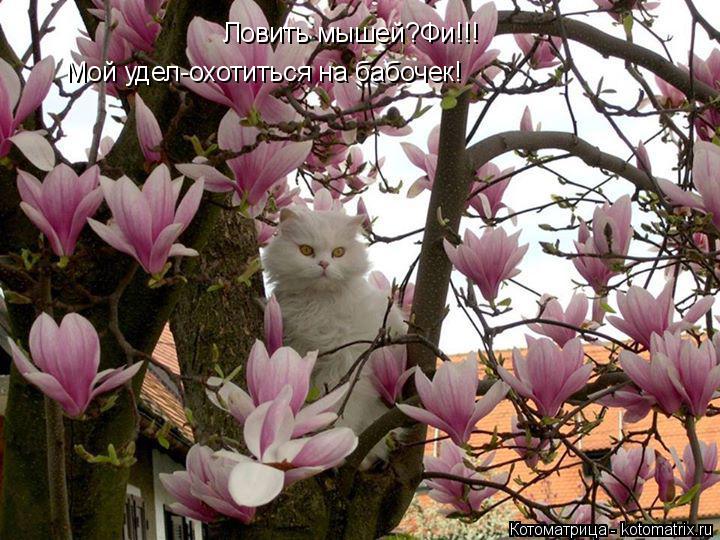 Ловить мышей?Фи!!! Мой удел-охотиться на бабочек!... Котоматрица: Ловить мышей?Фи!!! Мой удел-охотиться на бабочек!