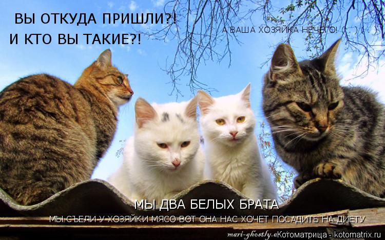 ВЫ ОТКУДА ПРИШЛИ?! И КТО ВЫ ТАКИЕ?! МЫ ДВА БЕЛЫХ БРАТА МЫ СЪЕЛИ У ХОЗЯЙКИ МЯСО ВОТ ОНА НАС ХОЧЕТ ПОСА... Котоматрица: ВЫ ОТКУДА ПРИШЛИ?! И КТО ВЫ ТАКИЕ?! МЫ ДВА БЕЛЫХ БРАТА МЫ СЪЕЛИ У ХОЗЯЙКИ МЯСО ВОТ ОНА НАС ХОЧЕТ ПОСАДИТЬ НА ДИЕТУ А ВАША ХОЗЯЙКА НЕЧЕГО! ( . ) ( . )