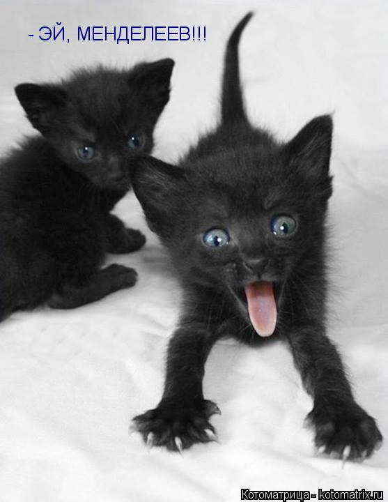 - ЭЙ, МЕНДЕЛЕЕВ!!!... Котоматрица: - ЭЙ, МЕНДЕЛЕЕВ!!!