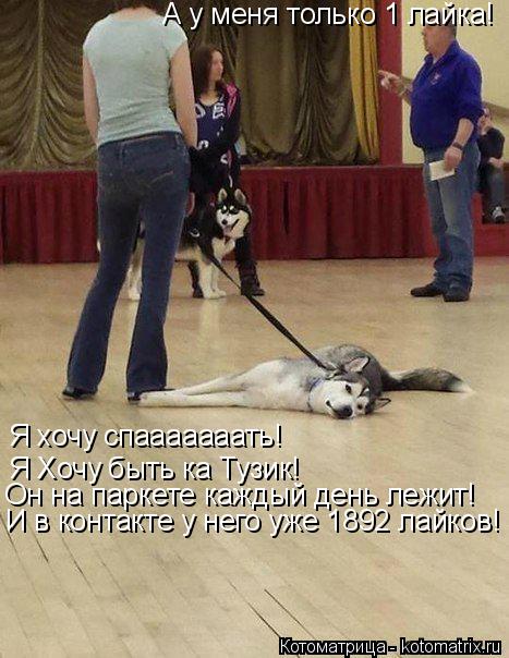 Я хочу спааааааать! Я Хочу быть ка Тузик! Он на паркете каждый день лежит! И в контакте у него уже 18... Котоматрица: Я хочу спааааааать! Я Хочу быть ка Тузик! Он на паркете каждый день лежит! И в контакте у него уже 1892 лайков! А у меня только 1 лайка!