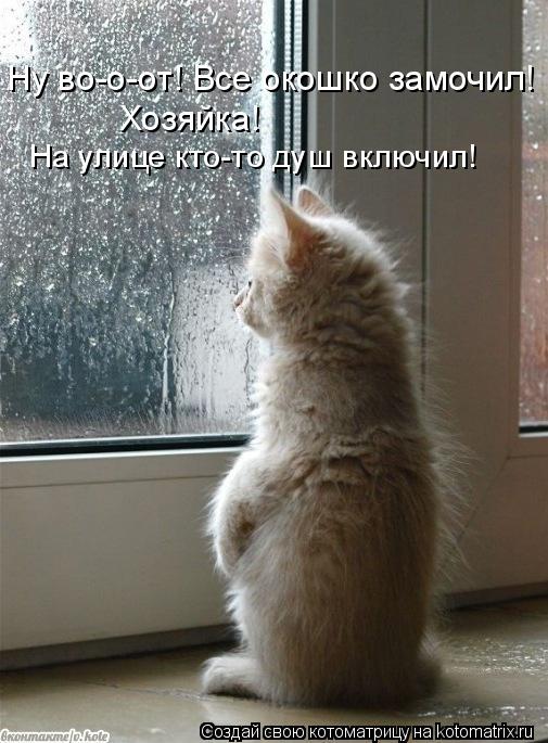 Ну во-о-от! Все окошко замочил! Хозяйка! На улице кто-то душ включил!... Котоматрица: Ну во-о-от! Все окошко замочил! Хозяйка! На улице кто-то душ включил!