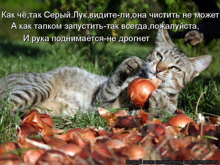 Как чё,так Серый.Лук,видите-ли,она чистить не может А как тапком запустить-так всегда,пожалуйста, И р... Котоматрица: Как чё,так Серый.Лук,видите-ли,она чистить не может А как тапком запустить-так всегда,пожалуйста, И рука поднимается-не дрогнет