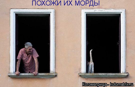 ПОХОЖИ ИХ МОРДЫ... Котоматрица: ПОХОЖИ ИХ МОРДЫ
