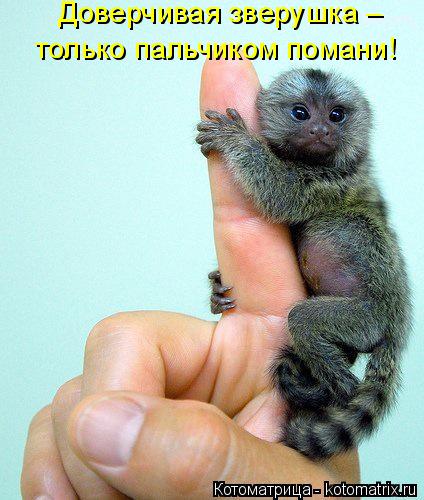 Доверчивая зверушка – только пальчиком помани!... Котоматрица: Доверчивая зверушка – только пальчиком помани!