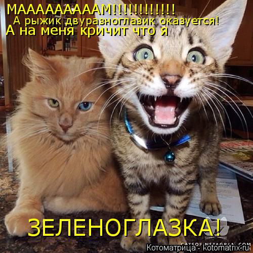 МАААААААААМ!!!!!!!!!!!! А рыжик двуразноглазик оказуется! А на меня кричит что я А на меня кричит чт... Котоматрица: МАААААААААМ!!!!!!!!!!!! А рыжик двуразноглазик оказуется! А на меня кричит что я А на меня кричит что я ЗЕЛЕНОГЛАЗКА!
