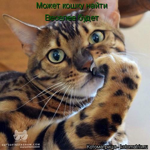 Может кошку найти Веселее будет... Котоматрица: Может кошку найти Веселее будет