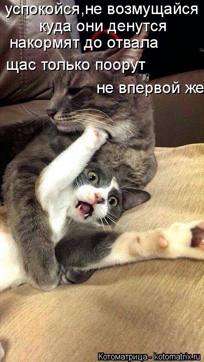 Котоматрица: успокойся,не возмущайся куда они денутся накормят до отвала щас только поорут не впервой же