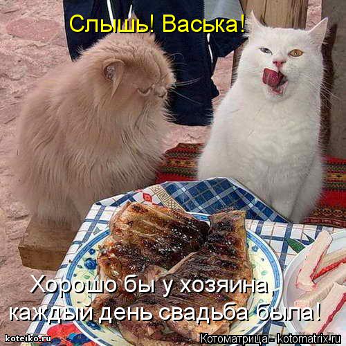 Слышь! Васька! Хорошо бы у хозяина, каждый день свадьба была!... Котоматрица: Слышь! Васька! Хорошо бы у хозяина, каждый день свадьба была!