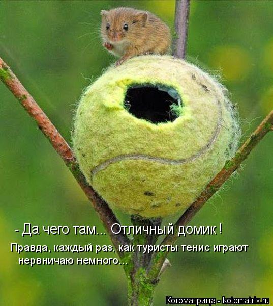 - Да чего там... Отличный домик Правда, каждый раз, как туристы тенис играют нервничаю немного... !... Котоматрица: - Да чего там... Отличный домик Правда, каждый раз, как туристы тенис играют нервничаю немного... !