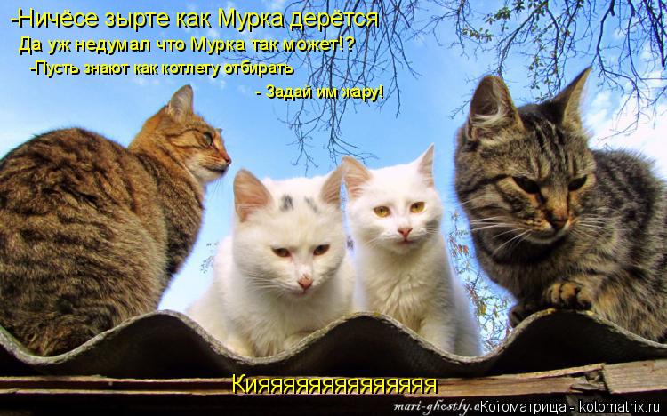 Да уж недумал что Мурка так может!? -Пусть знают как котлету отбирать - Задай им жару! -Ничёсе зырте ... Котоматрица: Да уж недумал что Мурка так может!? -Пусть знают как котлету отбирать - Задай им жару! -Ничёсе зырте как Мурка дерётся Кияяяяяяяяяяяяяя