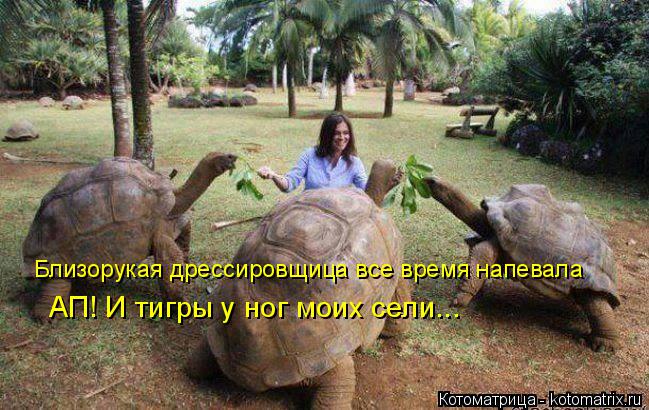 Близорукая дрессировщица все время напевала АП! И тигры у ног моих сели...... Котоматрица: Близорукая дрессировщица все время напевала АП! И тигры у ног моих сели...