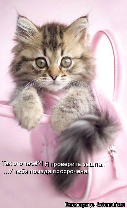 Так это твоё?! Я проверить зашла.. ...У тебя помада просрочена!... Котоматрица: Так это твоё?! Я проверить зашла.. ...У тебя помада просрочена!