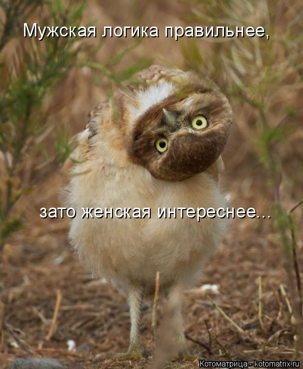 Мужская логика правильнее, зато женская интереснее...... Котоматрица: Мужская логика правильнее, зато женская интереснее...