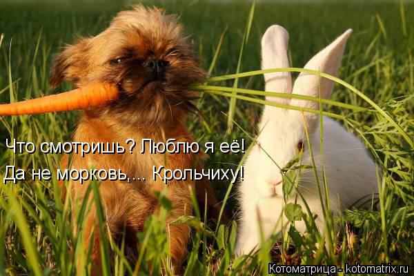 Котоматрица: Что смотришь? Люблю я её! Да не морковь,... Крольчиху!
