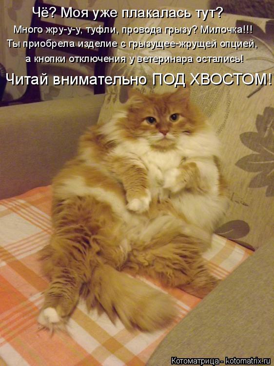 Чё? Моя уже плакалась тут? Много жру-у-у, туфли, провода грызу? Милочка!!! Ты приобрела изделие с... Котоматрица: Чё? Моя уже плакалась тут? Много жру-у-у, туфли, провода грызу? Милочка!!! Ты приобрела изделие с грызущее-жрущей опцией, а кнопки отключени