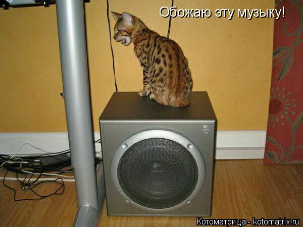 Обожаю эту музыку!... Котоматрица: Обожаю эту музыку!