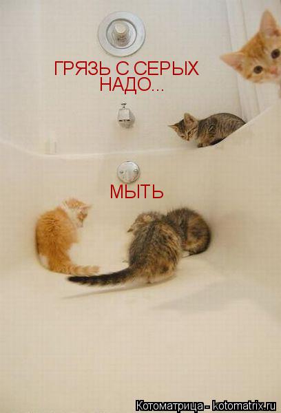 ГРЯЗЬ С СЕРЫХ НАДО МЫТЬ ...... Котоматрица: ГРЯЗЬ С СЕРЫХ НАДО МЫТЬ ...