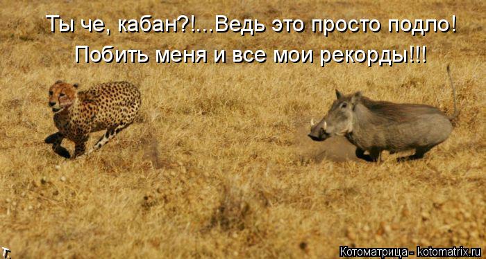 Ты че, кабан?!...Ведь это просто подло! Побить меня и все мои рекорды!!!... Котоматрица: Ты че, кабан?!...Ведь это просто подло! Побить меня и все мои рекорды!!!