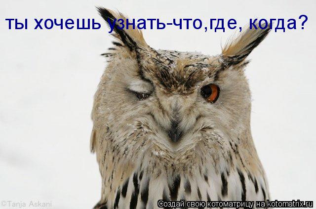 Котоматрица: ты хочешь узнать-что,где, когда?