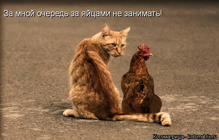 За мной очередь за яйцами не занимать!... Котоматрица: За мной очередь за яйцами не занимать!