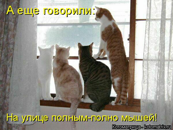 А еще говорили: На улице полным-полно мышей!... Котоматрица: А еще говорили: На улице полным-полно мышей!