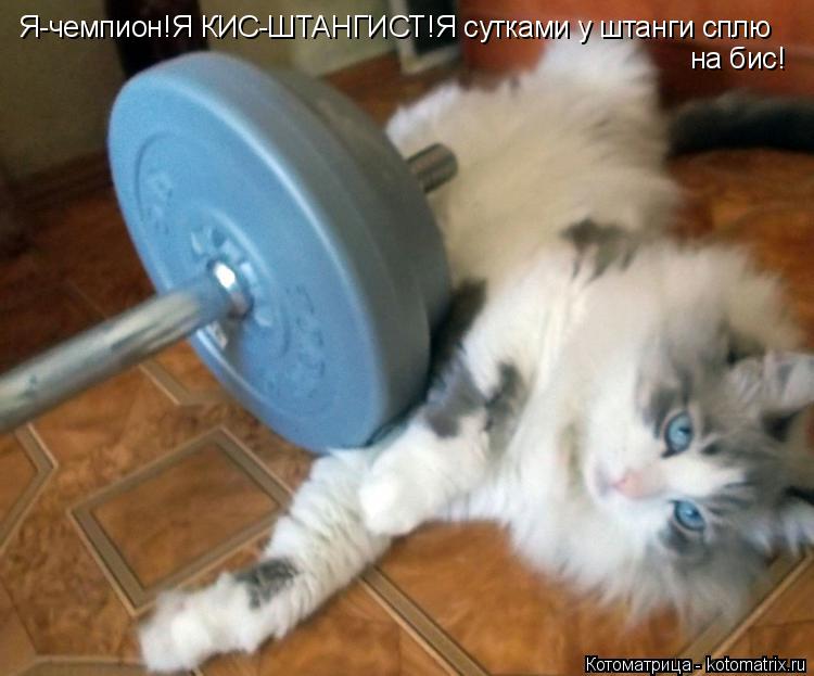 Котоматрица: Я-чемпион!Я КИС-ШТАНГИСТ!Я сутками у штанги сплю  на бис!