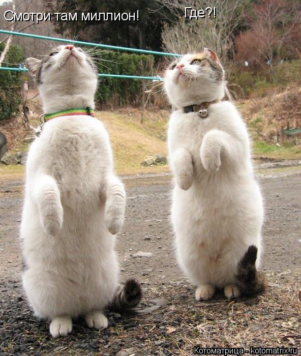 Смотри там миллион! Где?!... Котоматрица: Смотри там миллион! Где?!