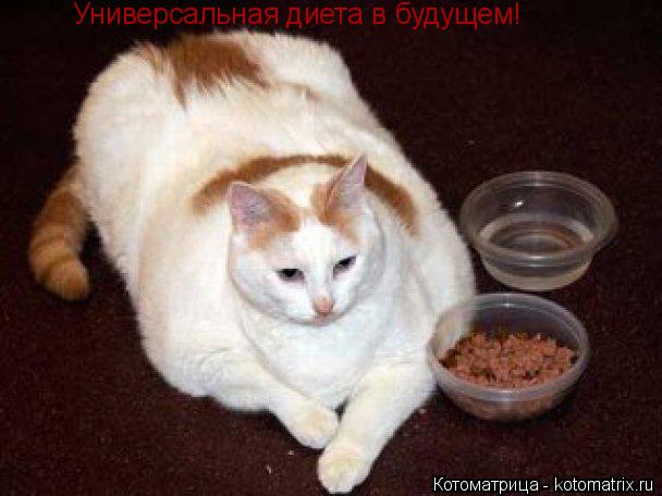 Универсальная диета в будущем!... Котоматрица: Универсальная диета в будущем!