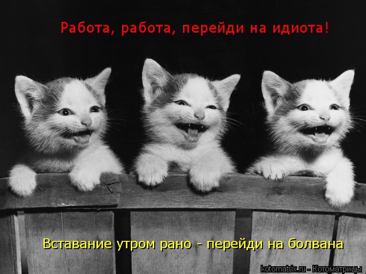 Котоматрица: Работа, работа, перейди на идиота! Вставание утром рано - перейди на болвана