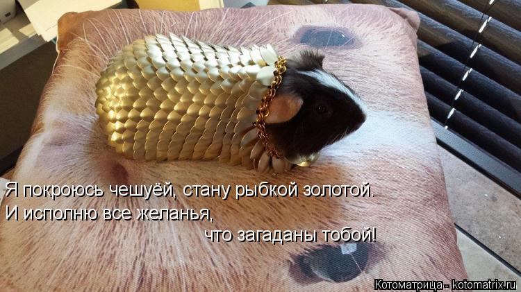 Я покроюсь чешуёй, стану рыбкой золотой. И исполню все желанья, что загаданы тобой!... Котоматрица: Я покроюсь чешуёй, стану рыбкой золотой. И исполню все желанья, что загаданы тобой!