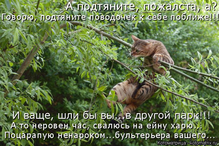 А подтяните, пожалста, а? Говорю, подтяните поводочек к себе поближе!!! И ваще, шли бы вы...в другой ... Котоматрица: А подтяните, пожалста, а? Говорю, подтяните поводочек к себе поближе!!! И ваще, шли бы вы...в другой парк!!! А то неровен час, свалюсь на ейну харю