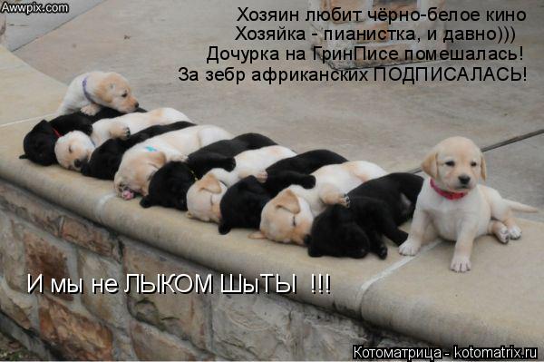 Хозяин любит чёрно-белое кино Хозяйка - пианистка, и давно))) Дочурка на ГринПисе помешалась! За зебр... Котоматрица: Хозяин любит чёрно-белое кино Хозяйка - пианистка, и давно))) Дочурка на ГринПисе помешалась! За зебр африканских ПОДПИСАЛАСЬ! И мы не ЛЫКОМ Ш